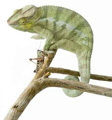 Cham&auml;leon