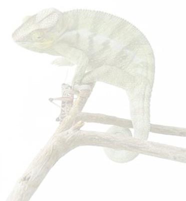 Cham&auml;leon